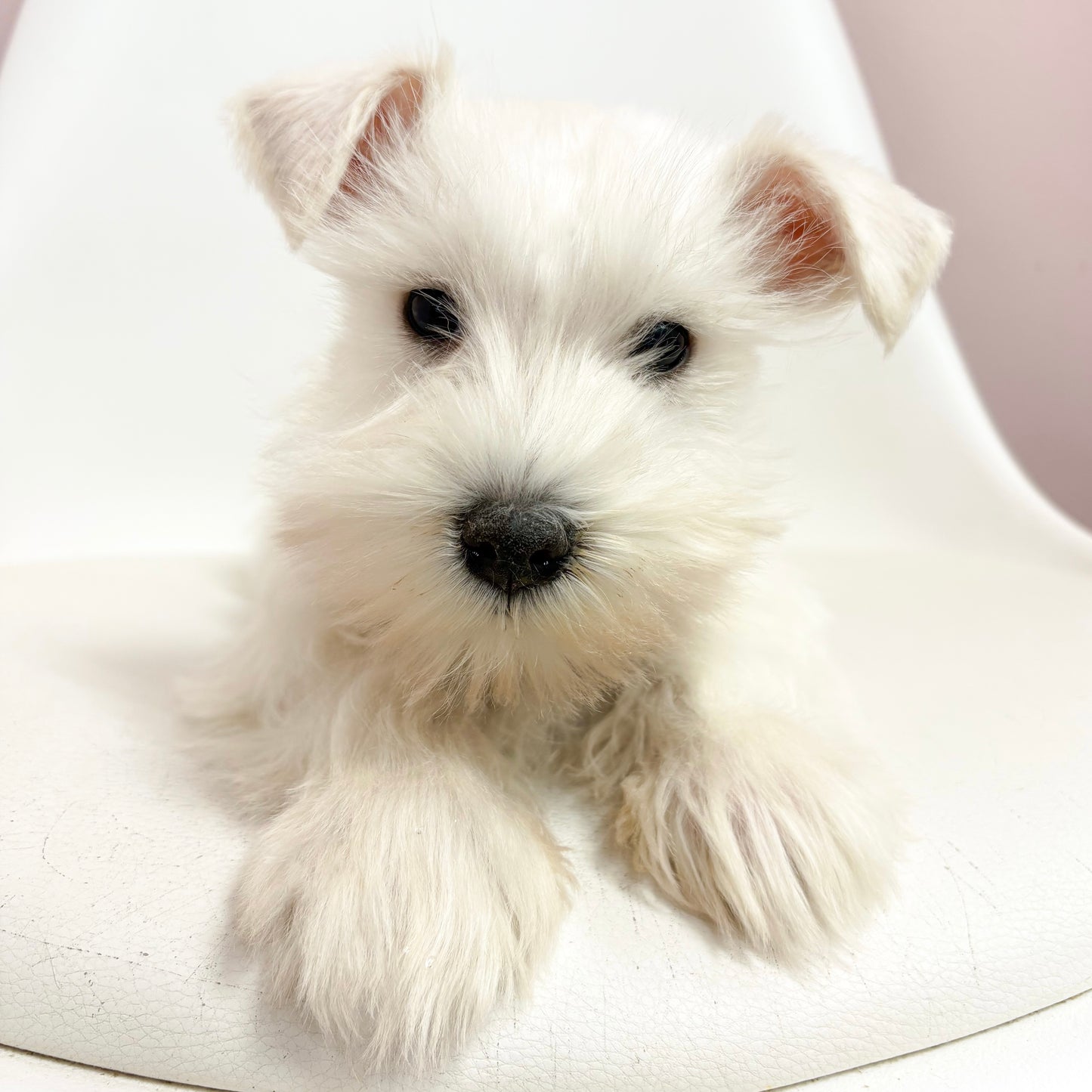 Skipper- Male Mini Schnauzer