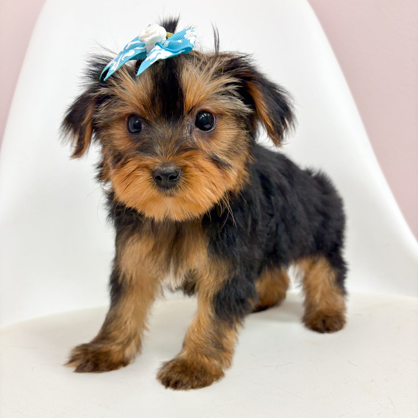 Porsche- Female Yorkie