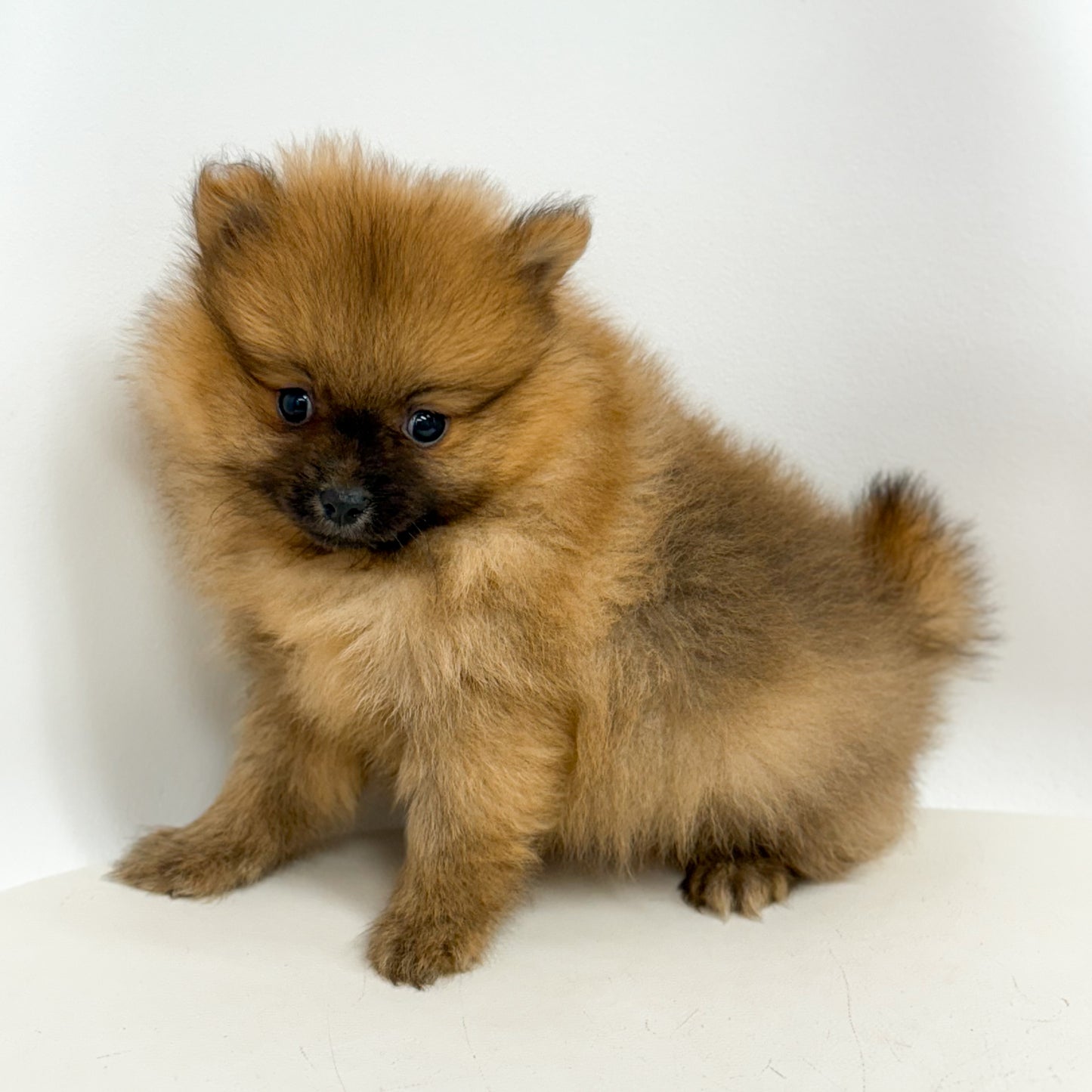 Spooky - Male Pomeranian