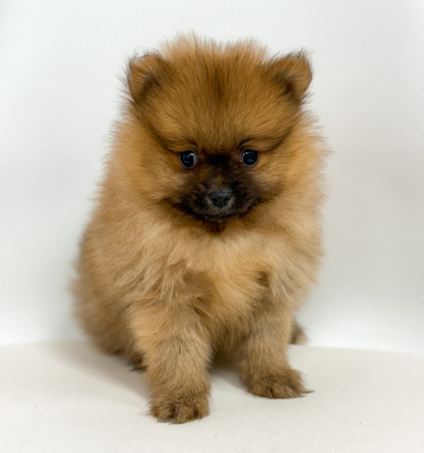 Spooky - Male Pomeranian