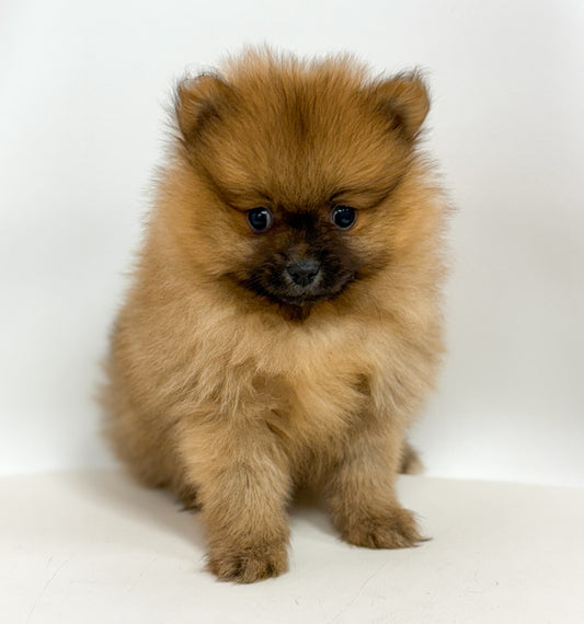 Spooky - Male Pomeranian