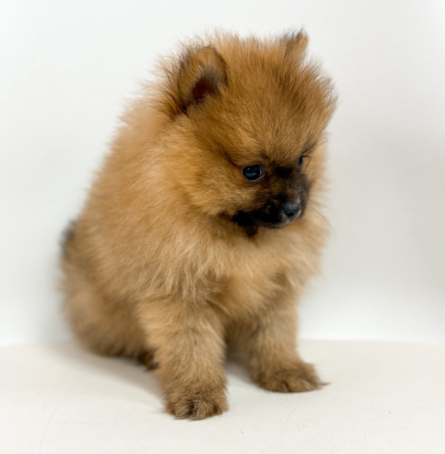 Spooky - Male Pomeranian