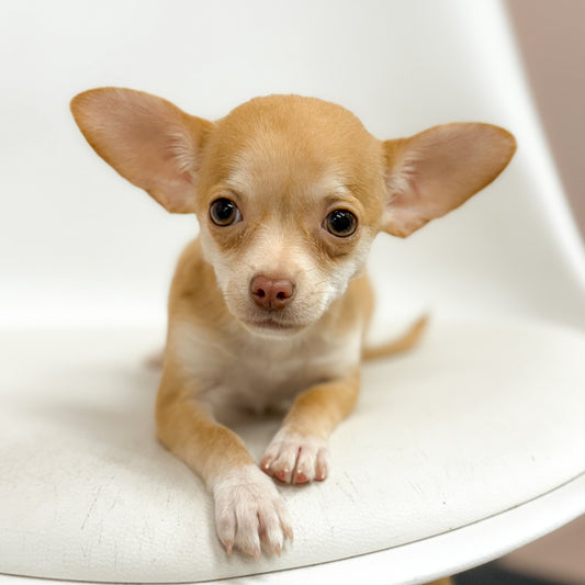 Specter- Male Chihuahua