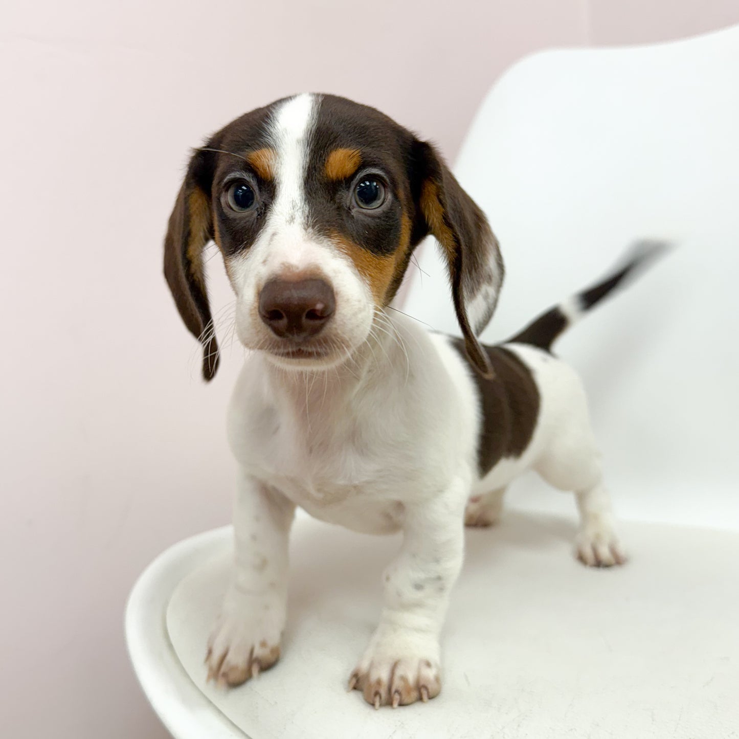 Oscar- Male Mini Dachshund