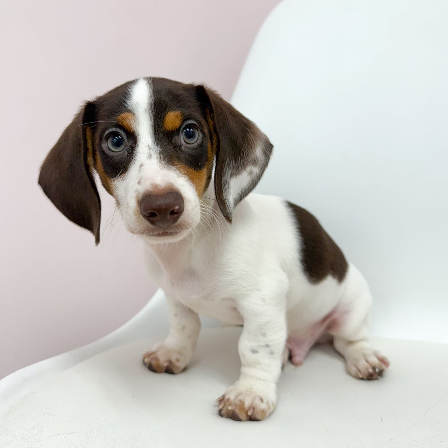 Oscar- Male Mini Dachshund