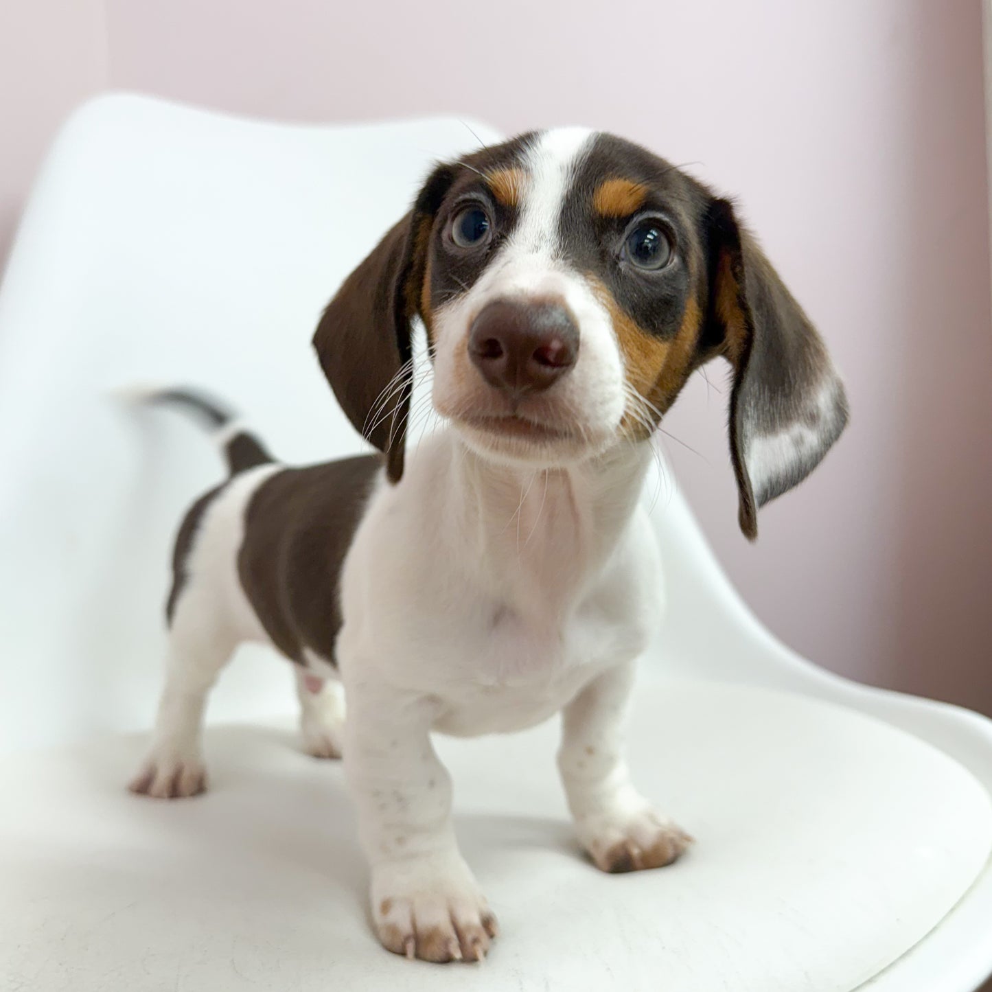 Oscar- Male Mini Dachshund