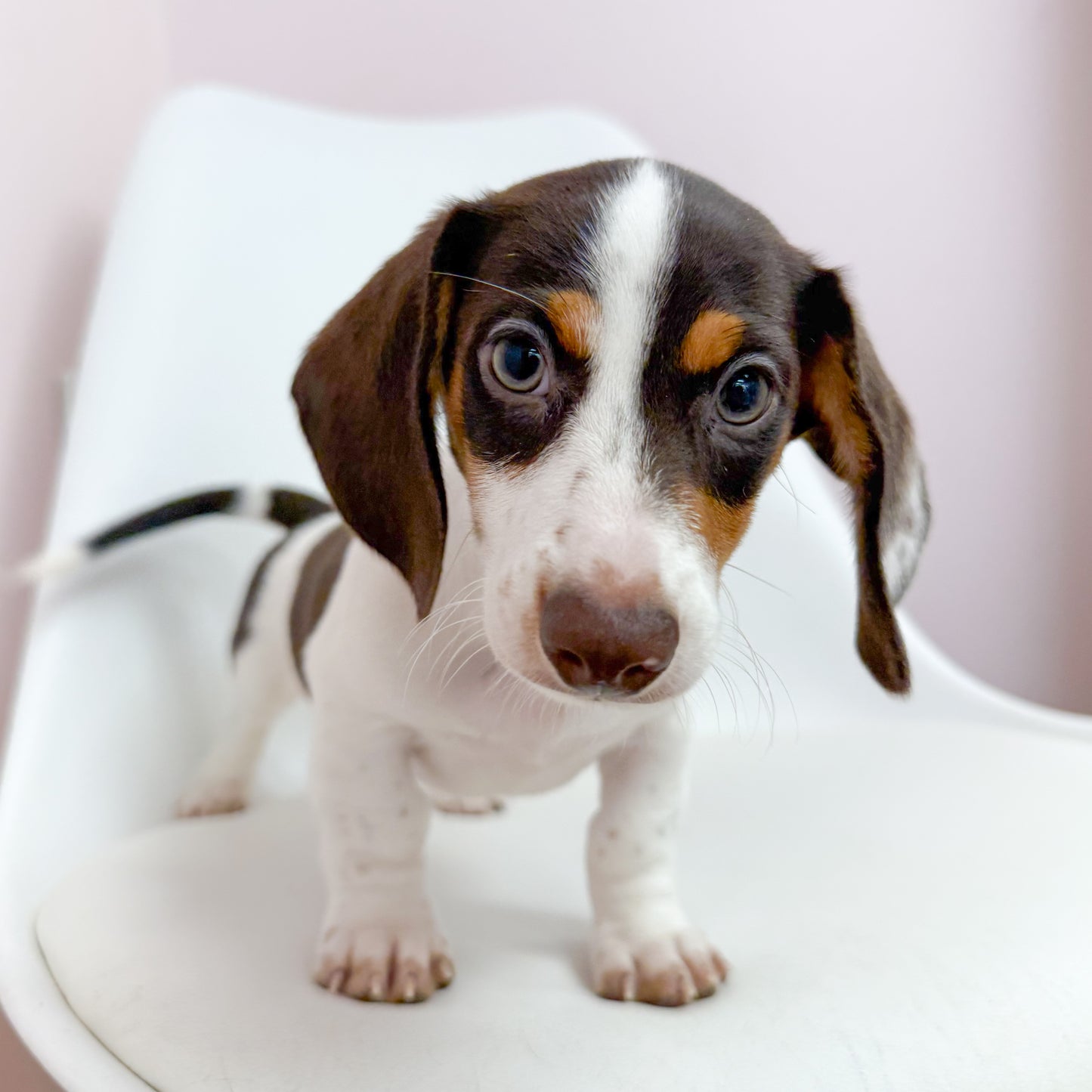 Oscar- Male Mini Dachshund