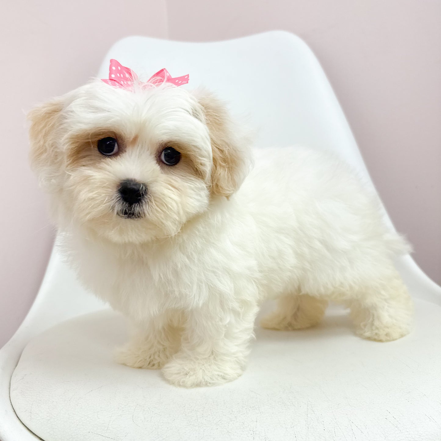 Fanny- Female Teddy Bear