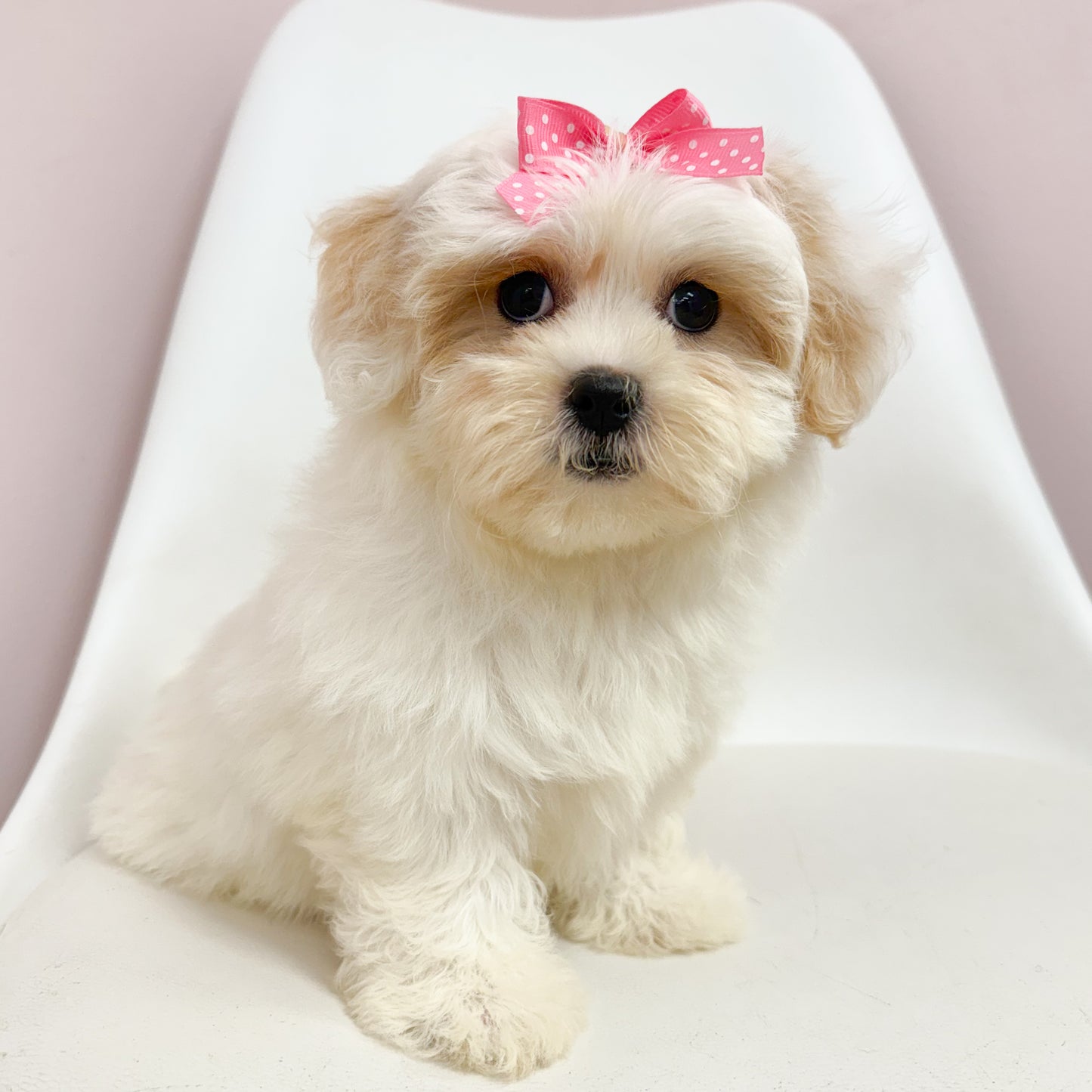 Fanny- Female Teddy Bear