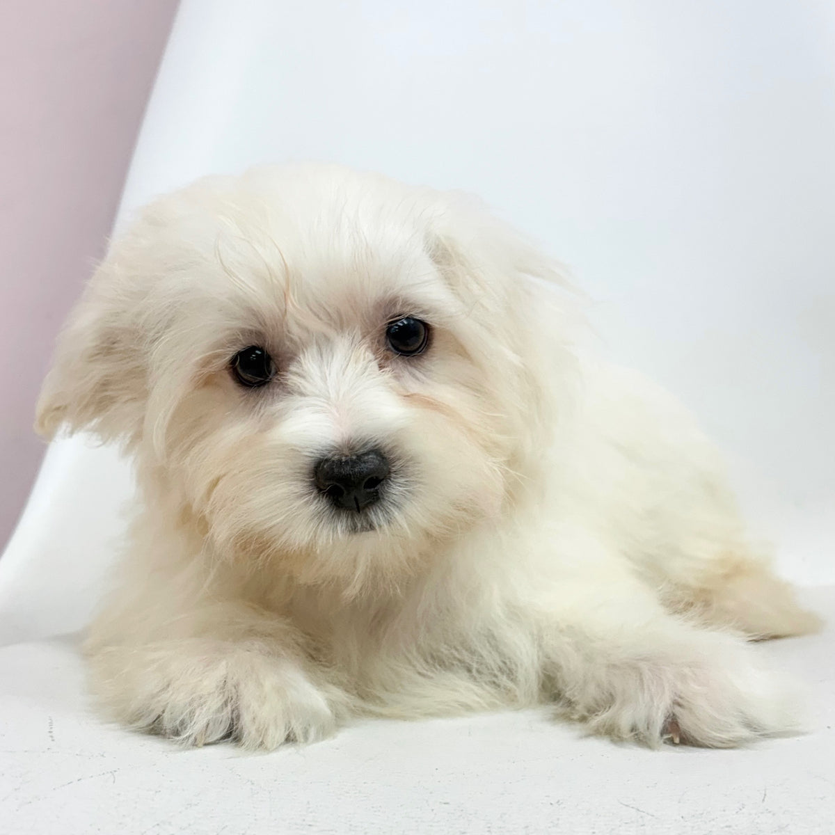 Louie- Male Maltese