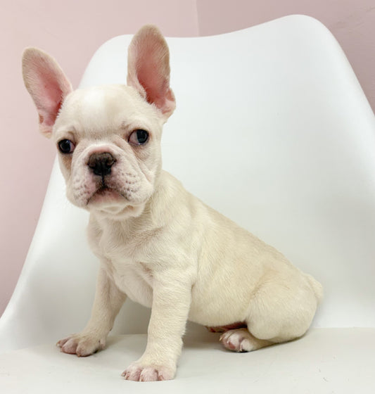 Lenny- Male French Bulldog