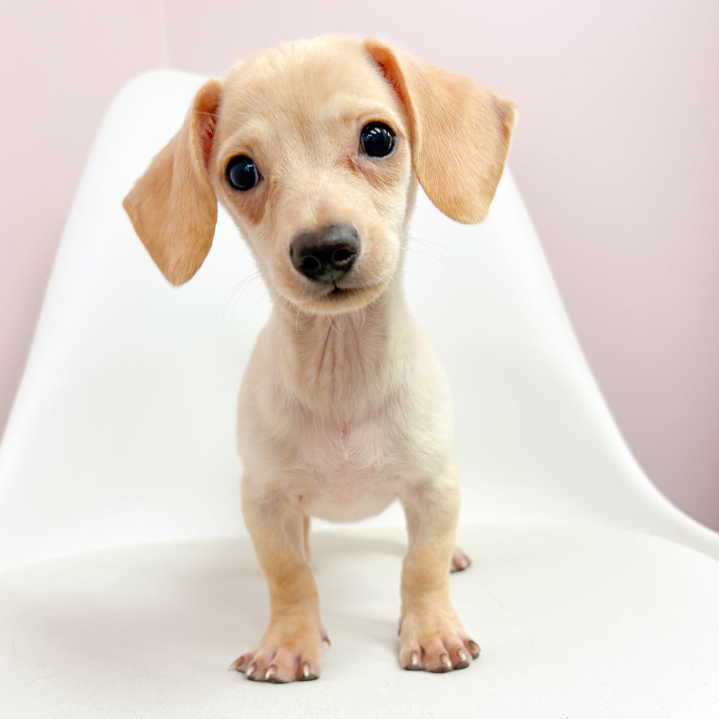 Cam- Male Chiweenie