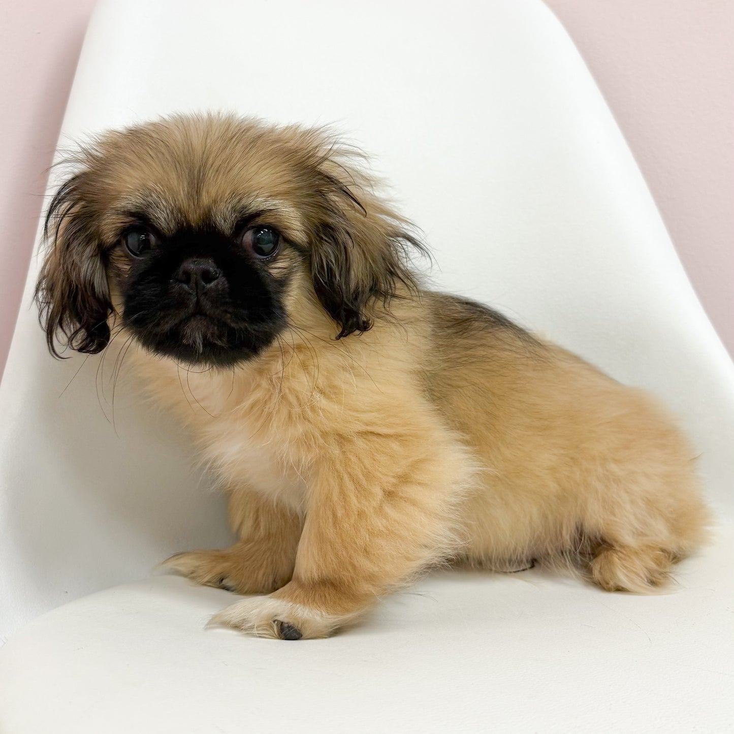 Fez-Male Pekingese
