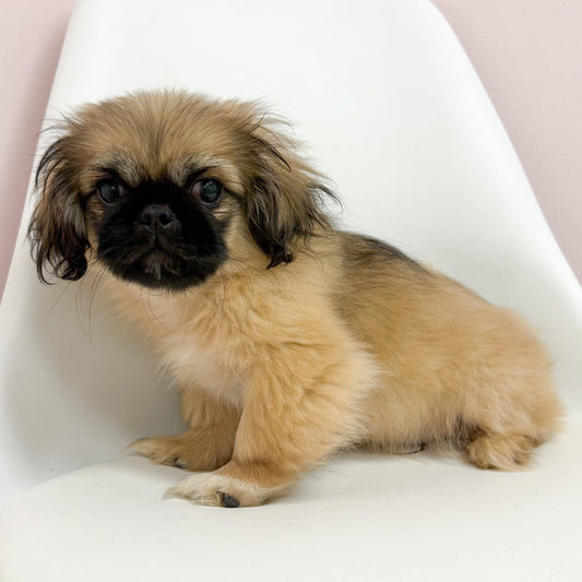 Fez-Male Pekingese