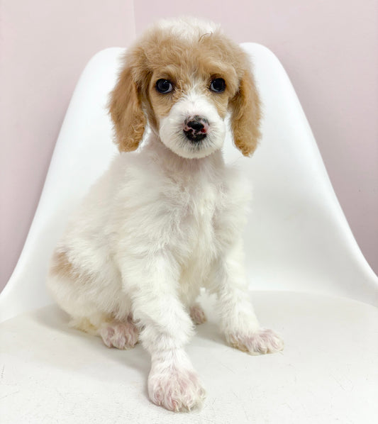 Sophia-Female Standard Poodle