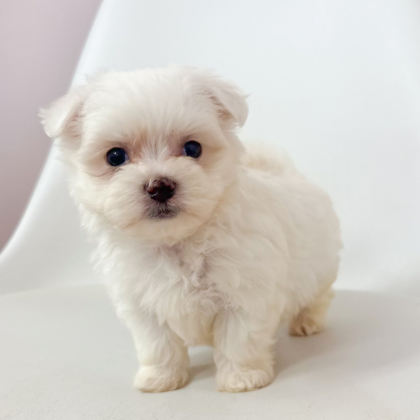 Teddy- Male Maltese