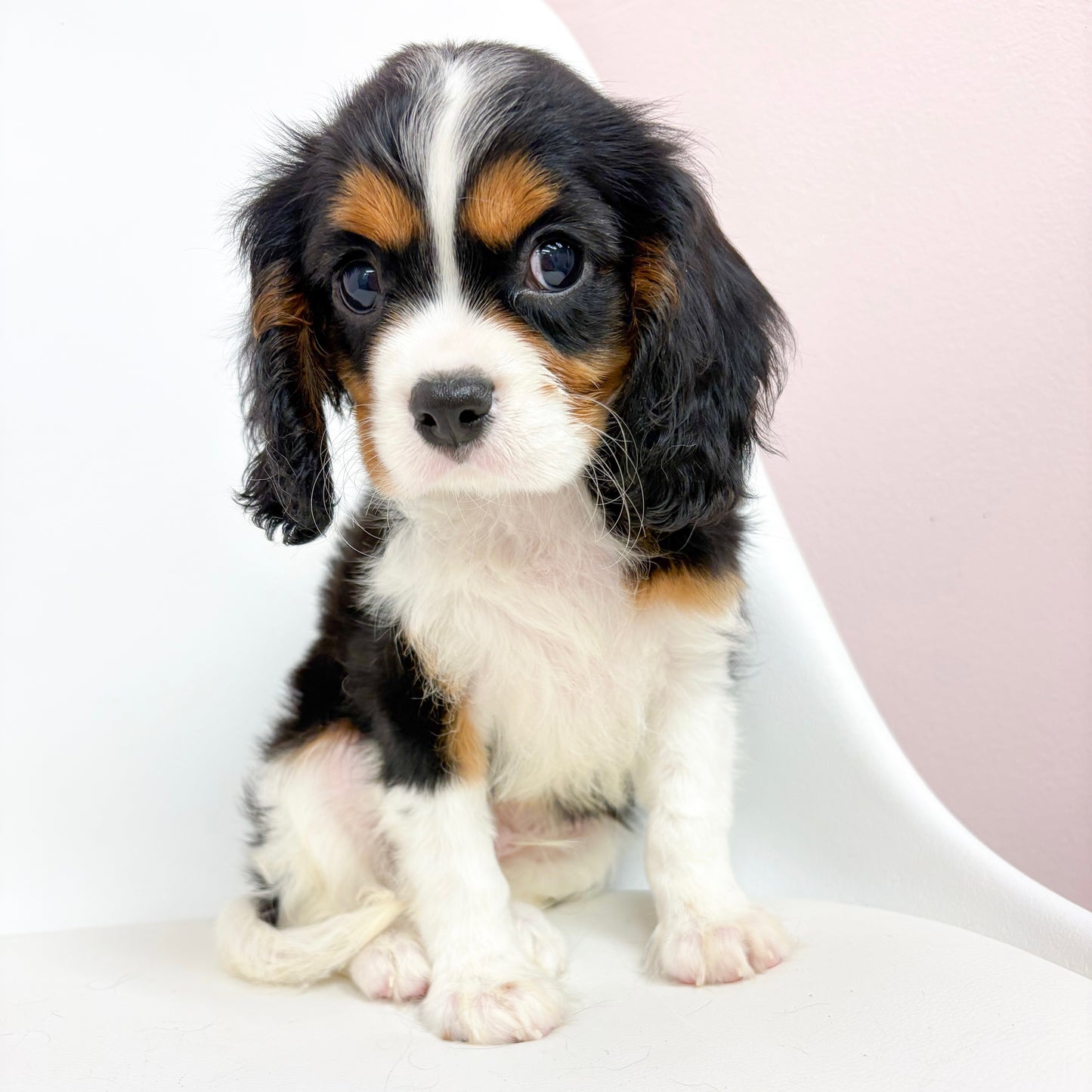 Bandit- Male Cavalier King Charles Spaniel