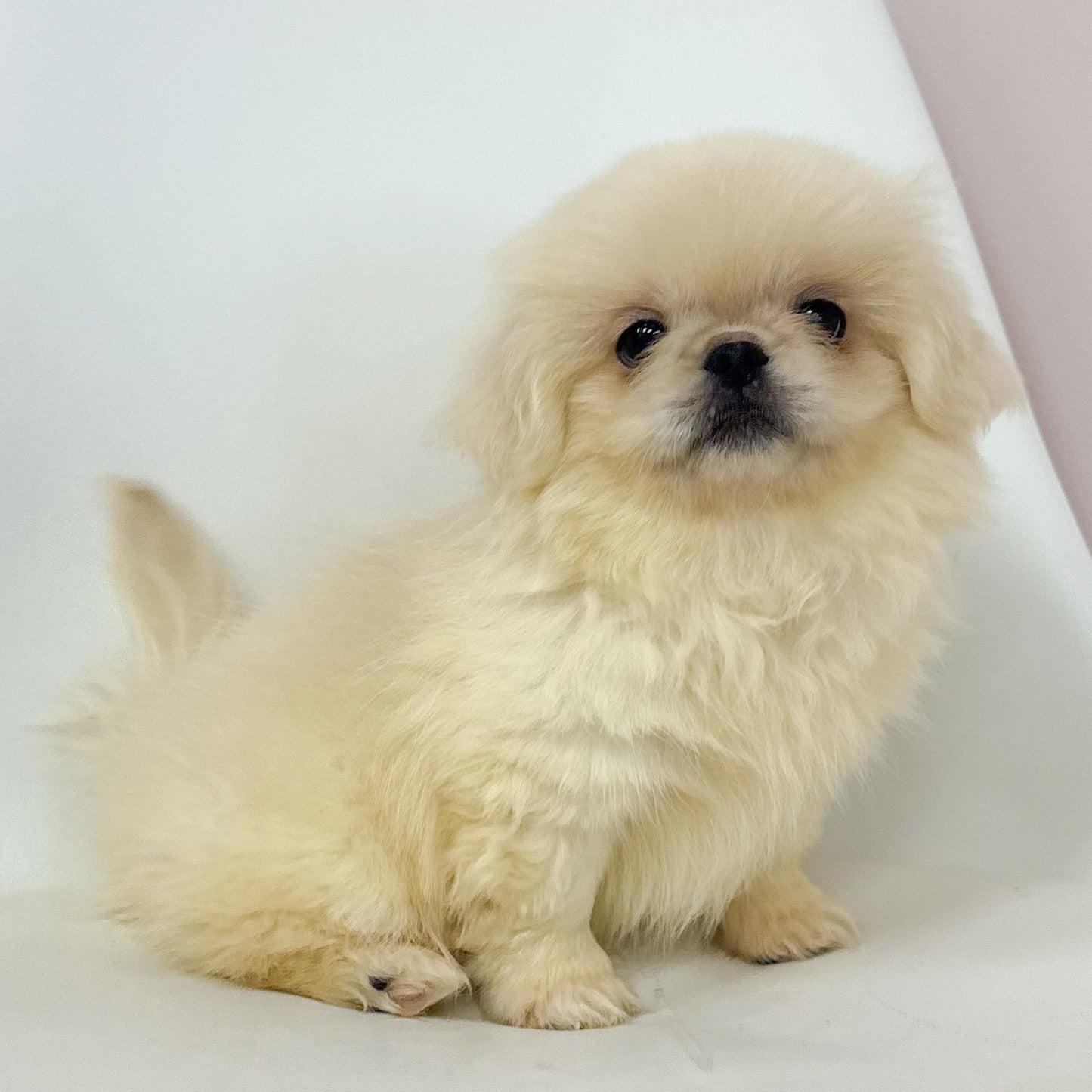 Louie- Male Pekingese