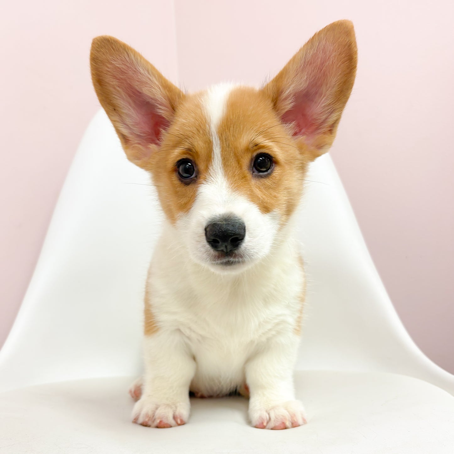 Rocco- Male Pembroke Welsh Corgi