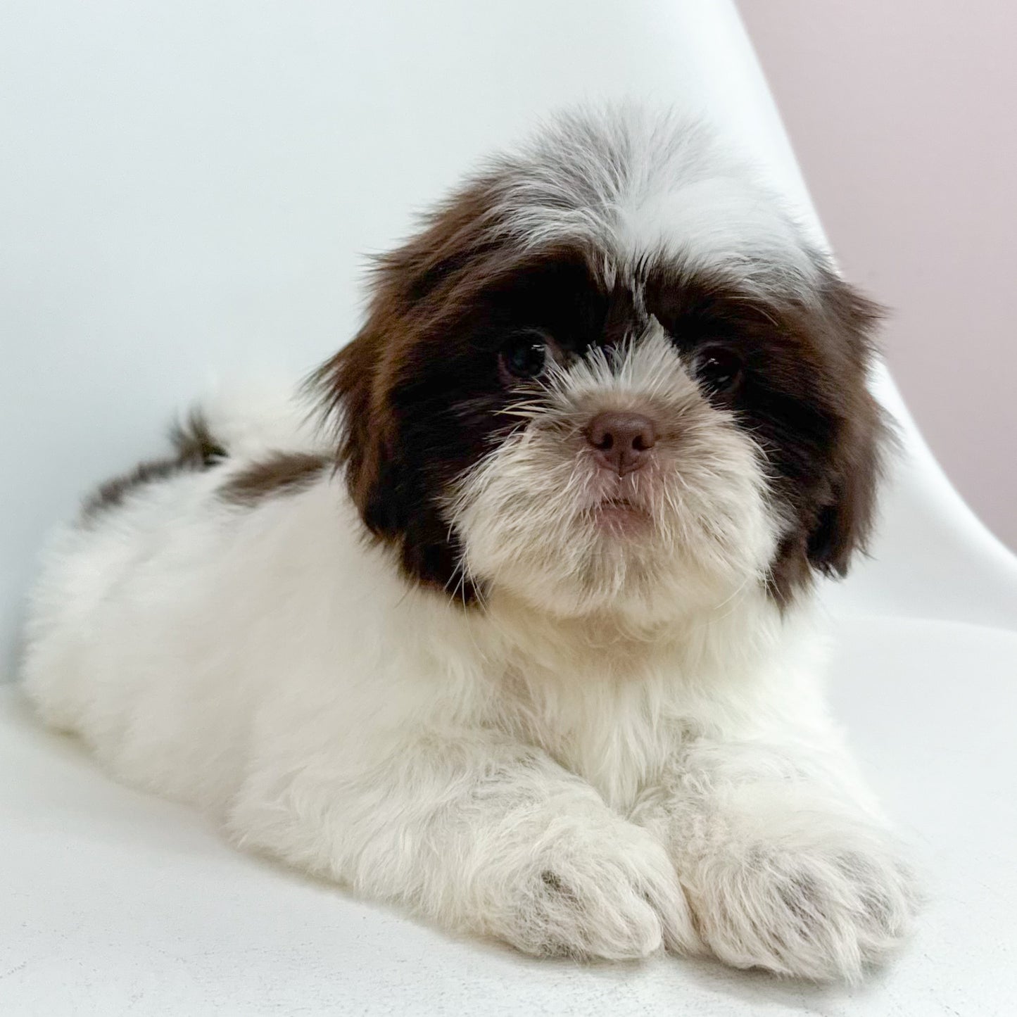 Bucky- Male Shih Tzu