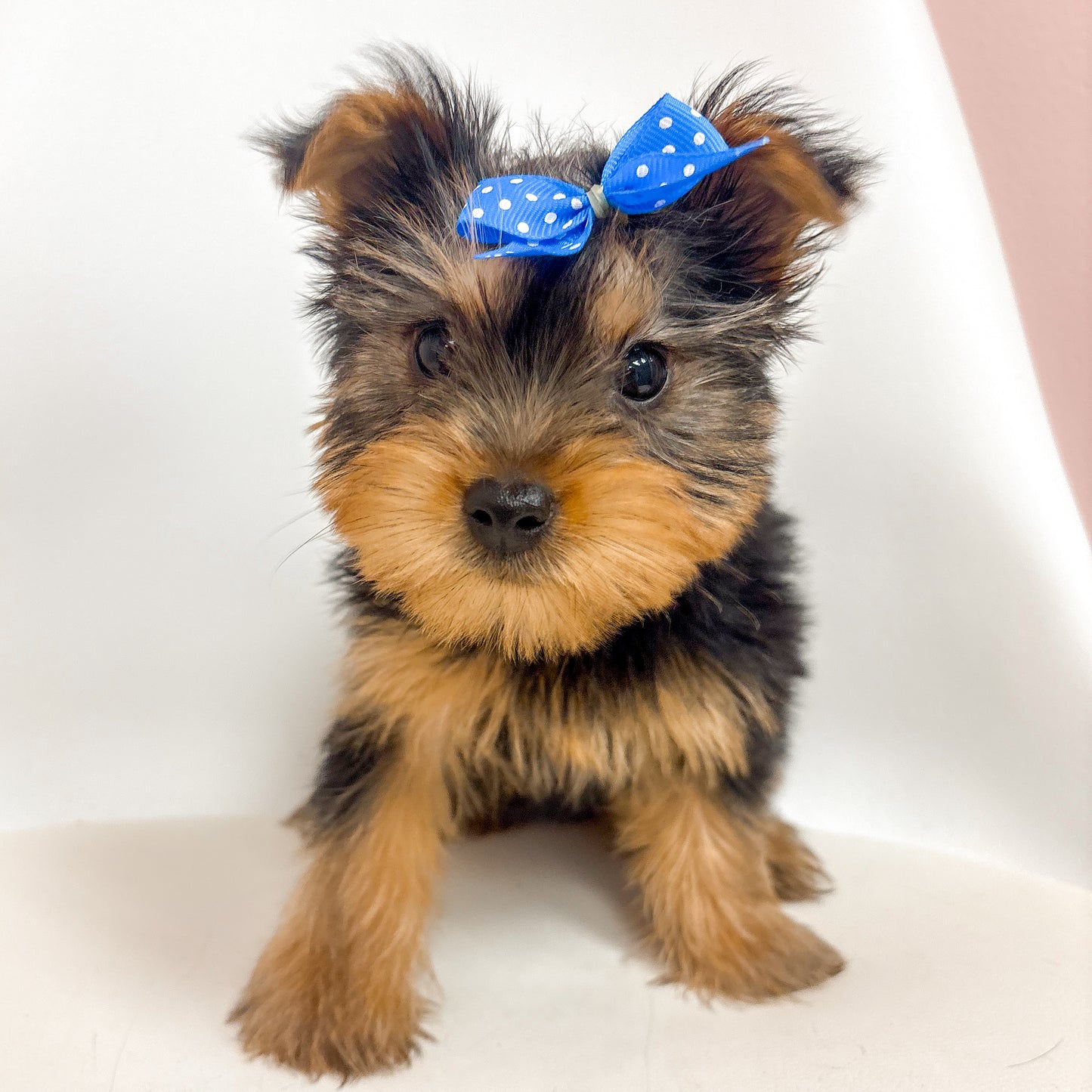 Zoey- Female Yorkie