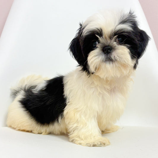 Buddy- Male Shih Tzu