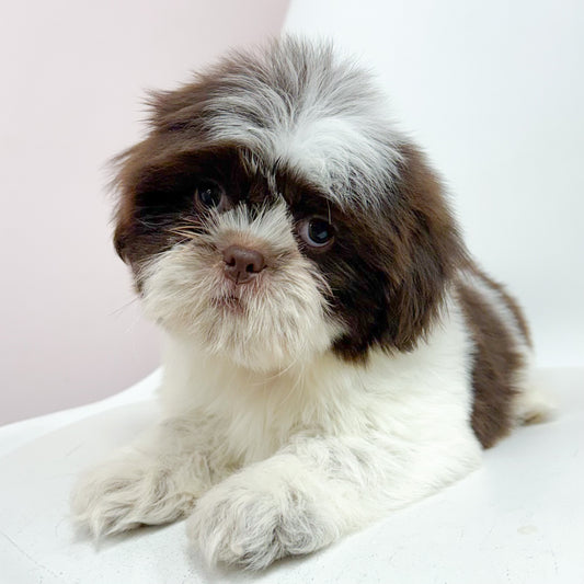 Bucky- Male Shih Tzu