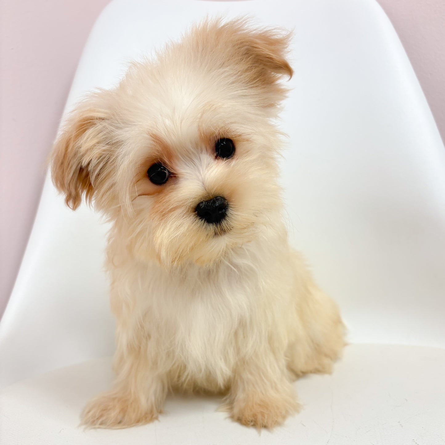 Ralphie - Male Morkie