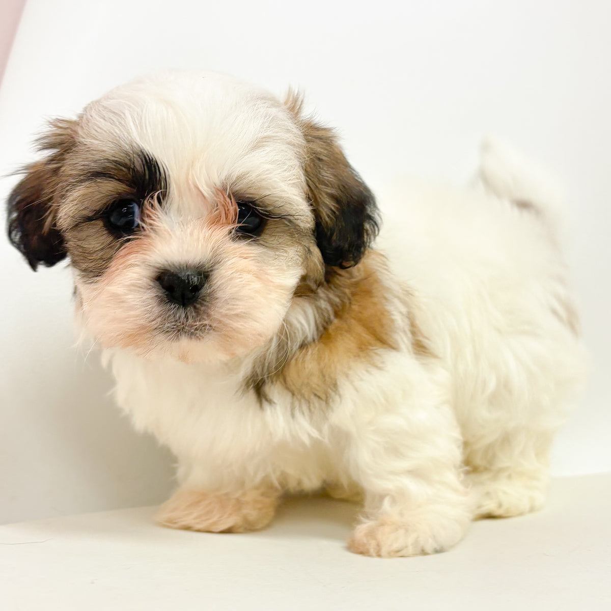 Archie- Male Shih Tzu