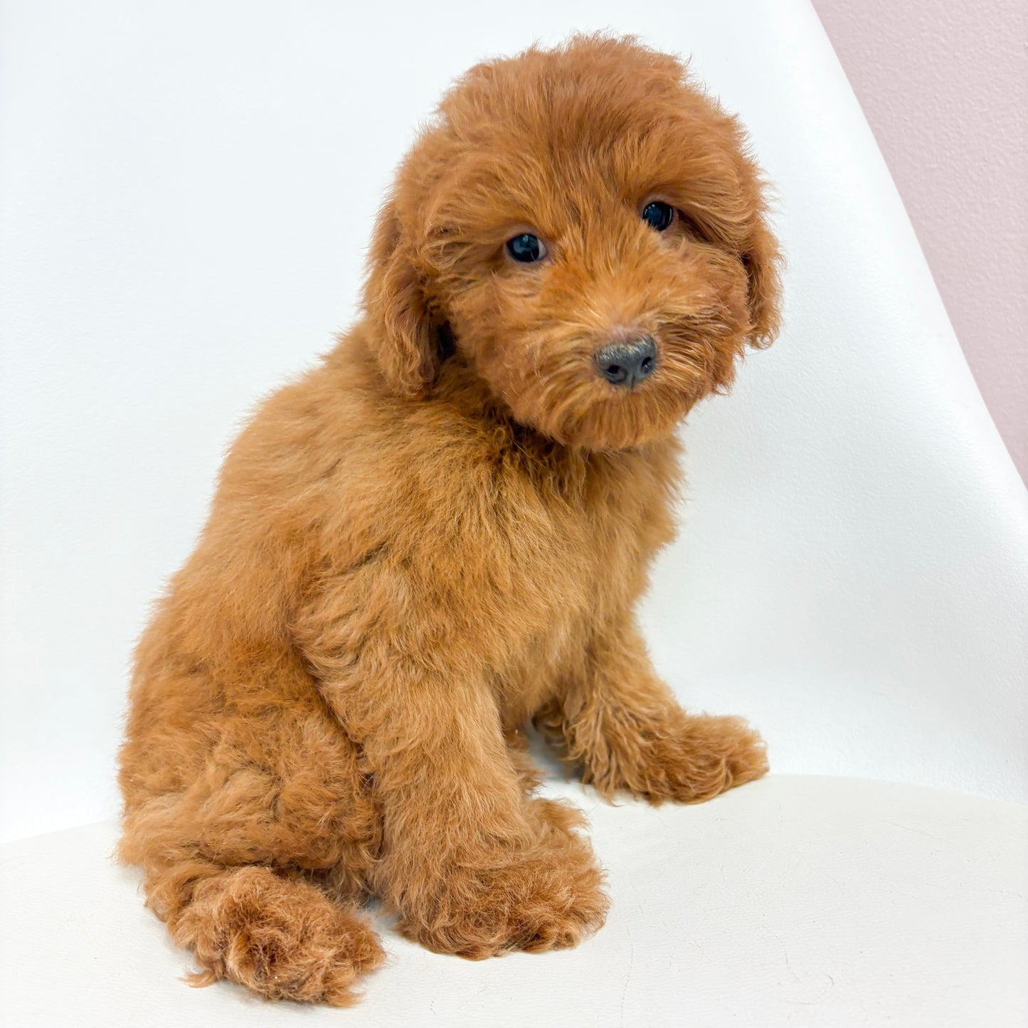 Clint- Male Goldendoodle