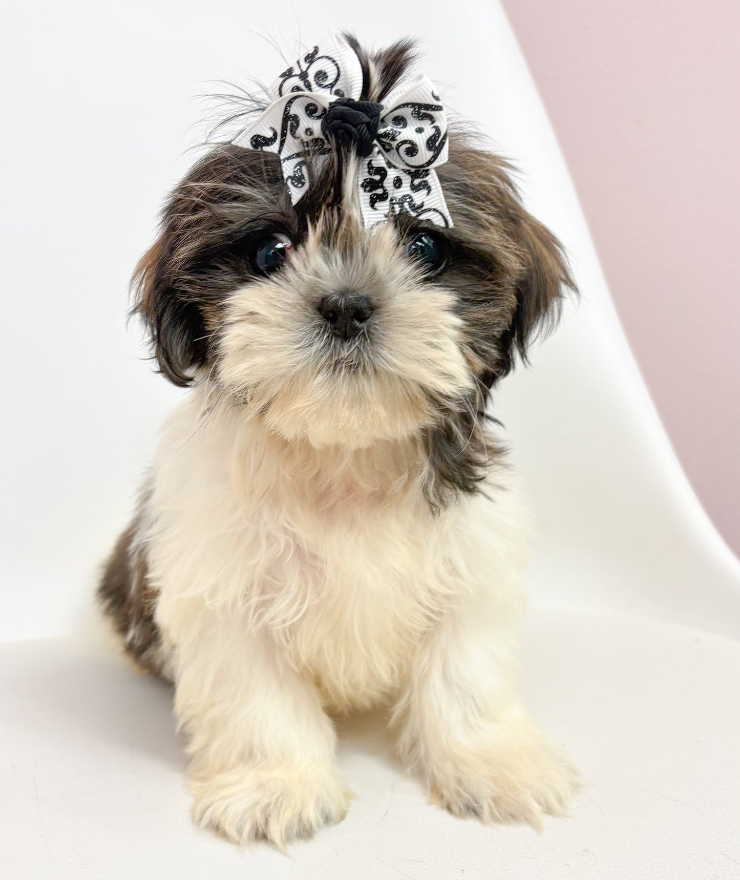 Cleo- Female Shih Tzu