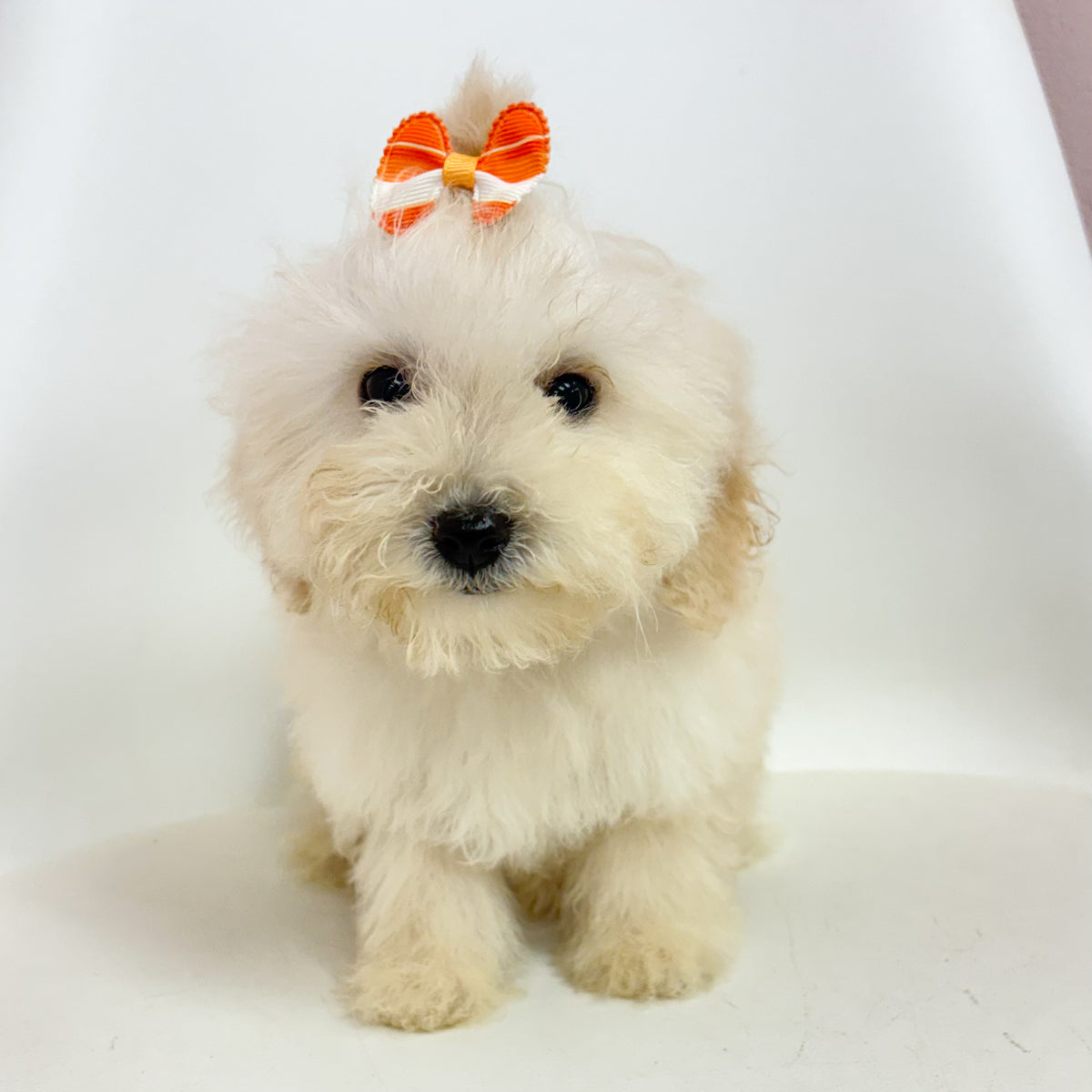 Sugar- Female Bichon-poo