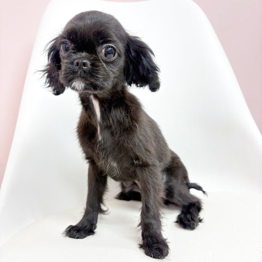 Ziggy- Female Cavatzu