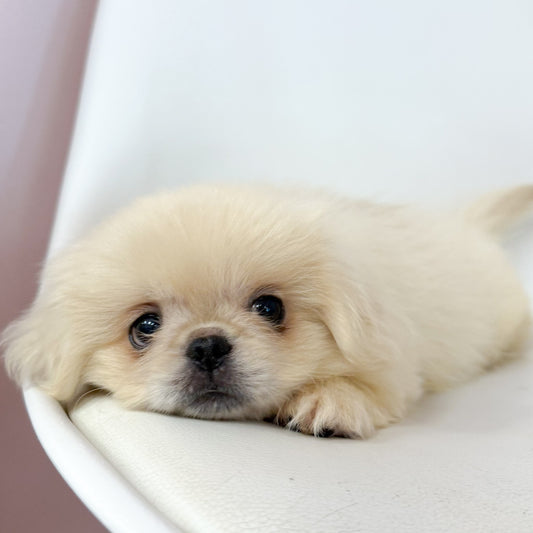 Louie- Male Pekingese