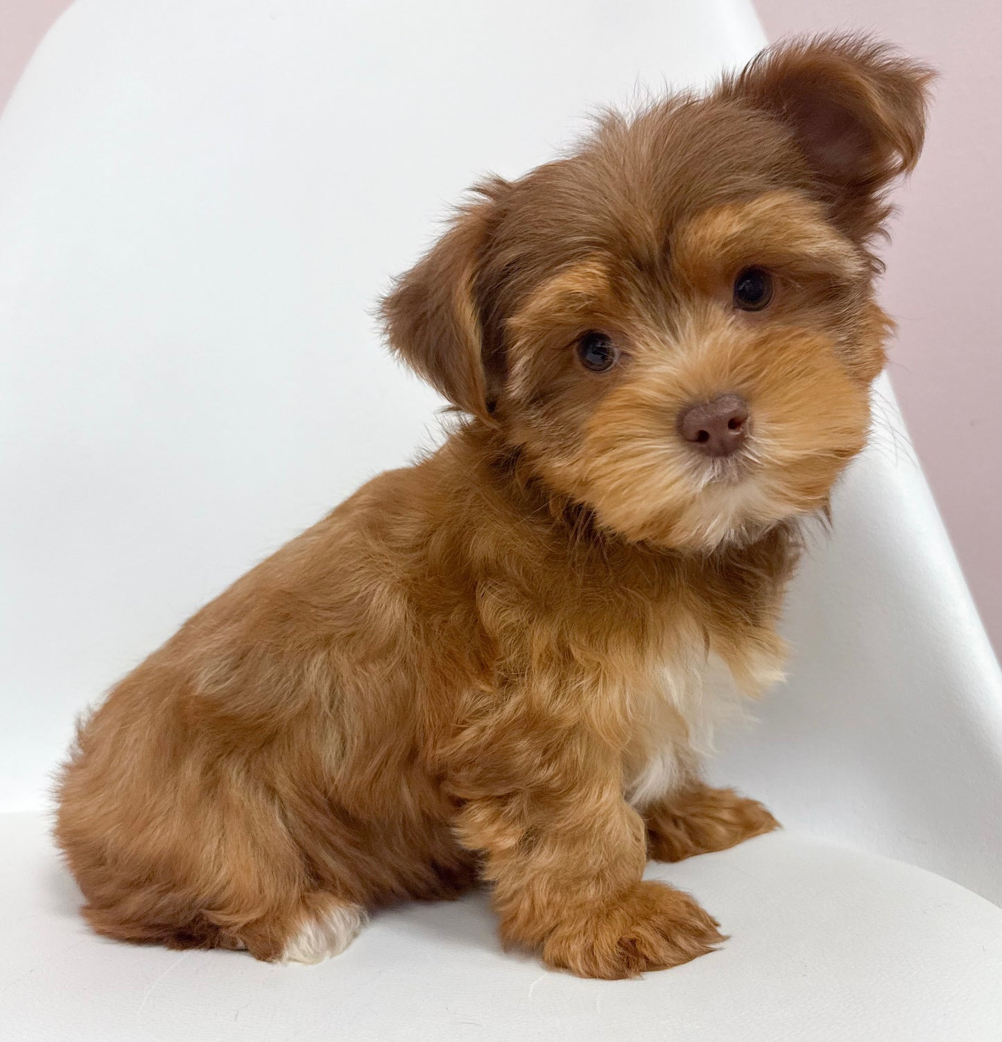 George- Male Yorkie