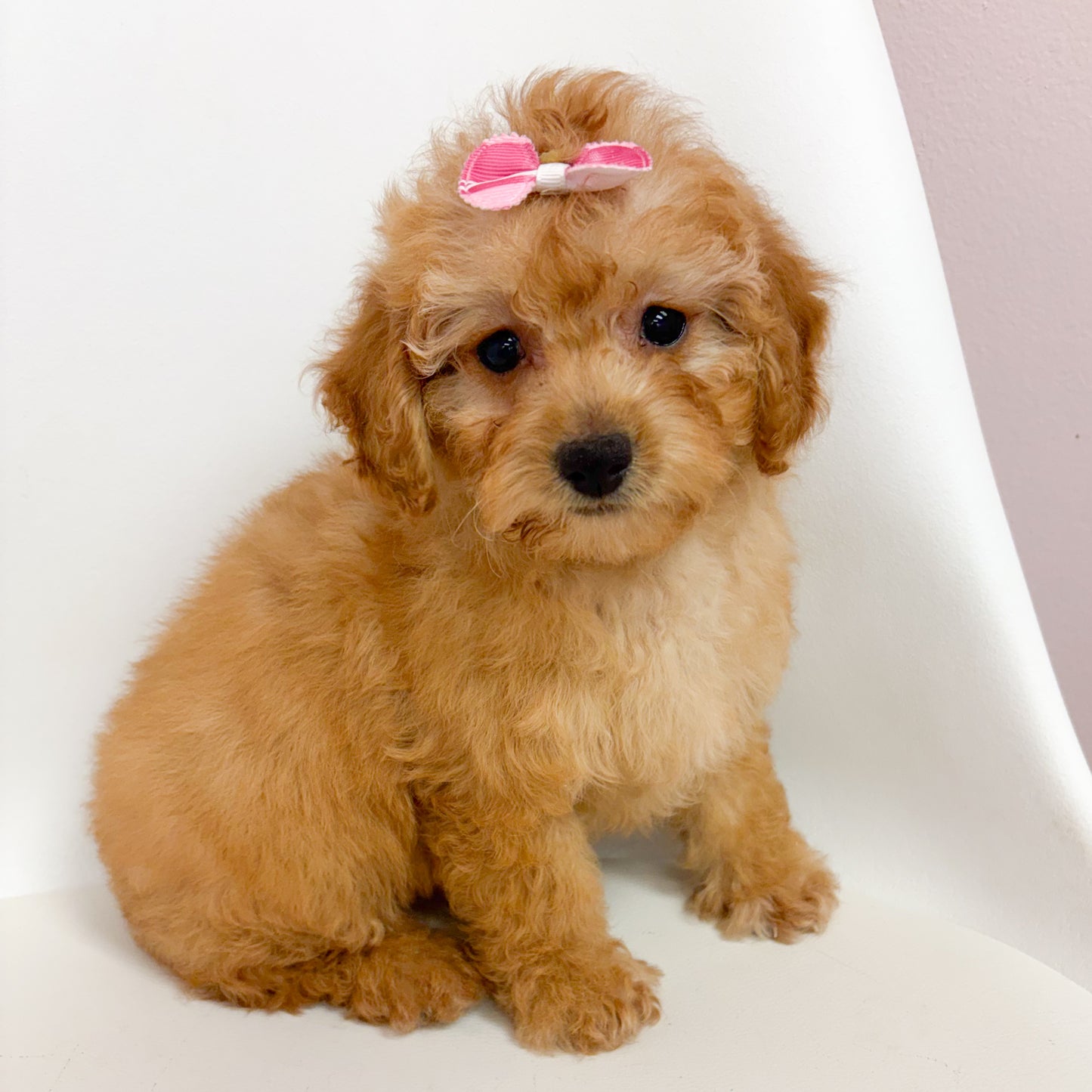Molly- Toy Poodle