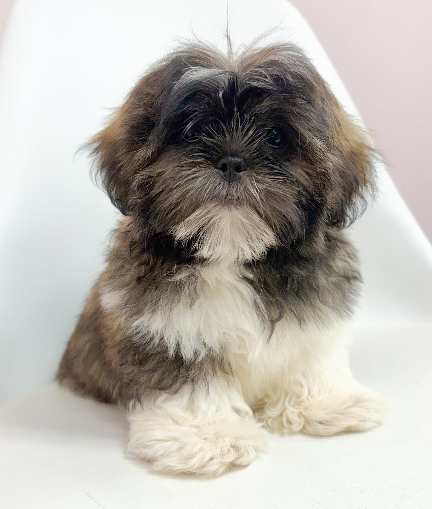 Waffles- Male Shih Tzu