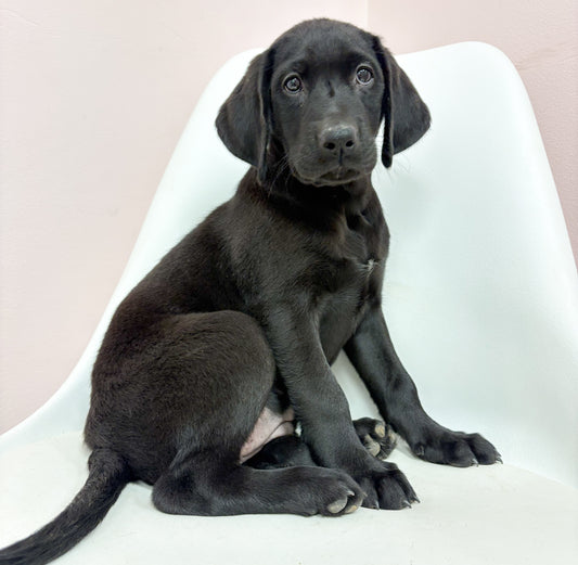 Bella- Labrador Retriever