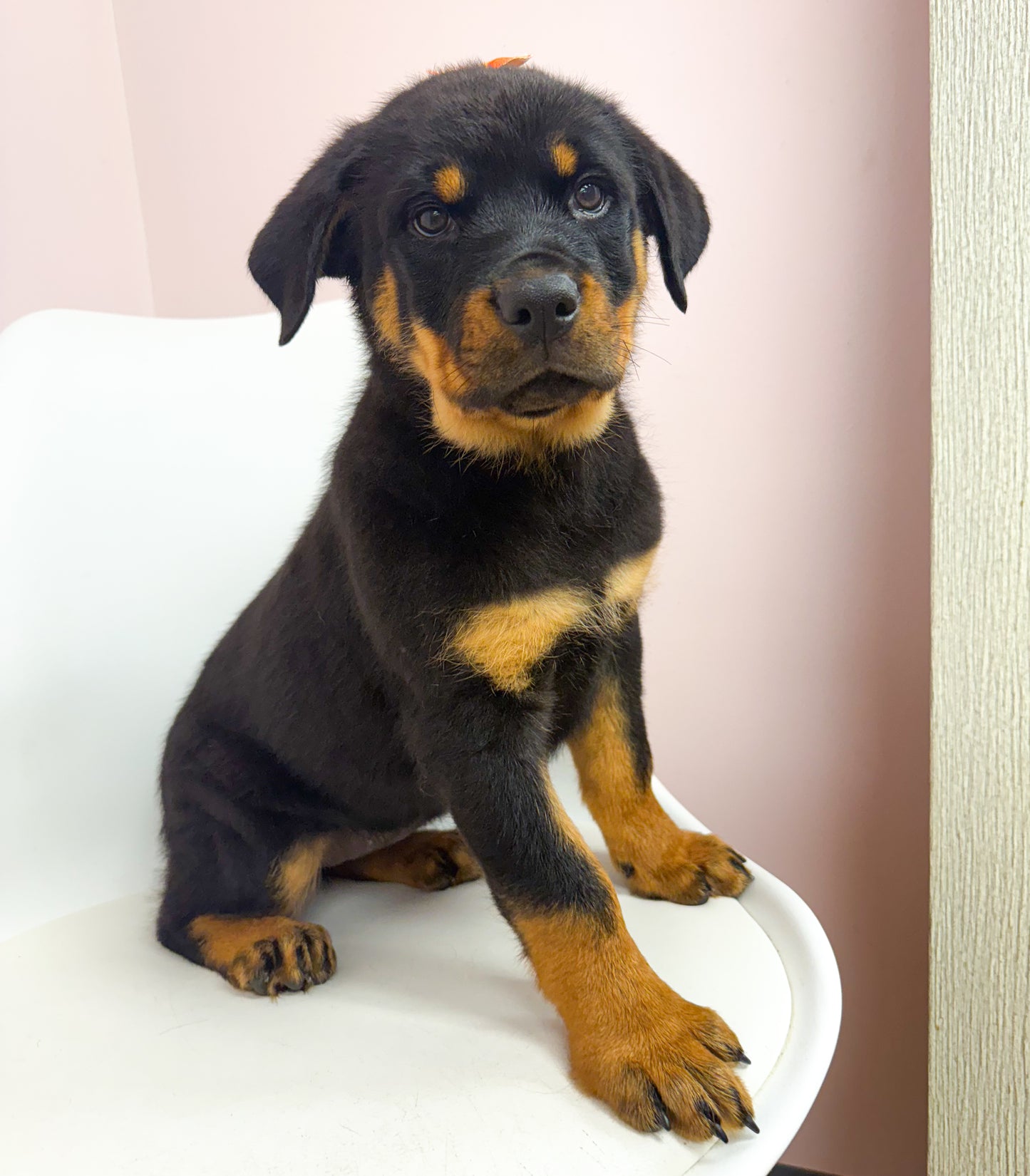 Darla- Female Rottweiler