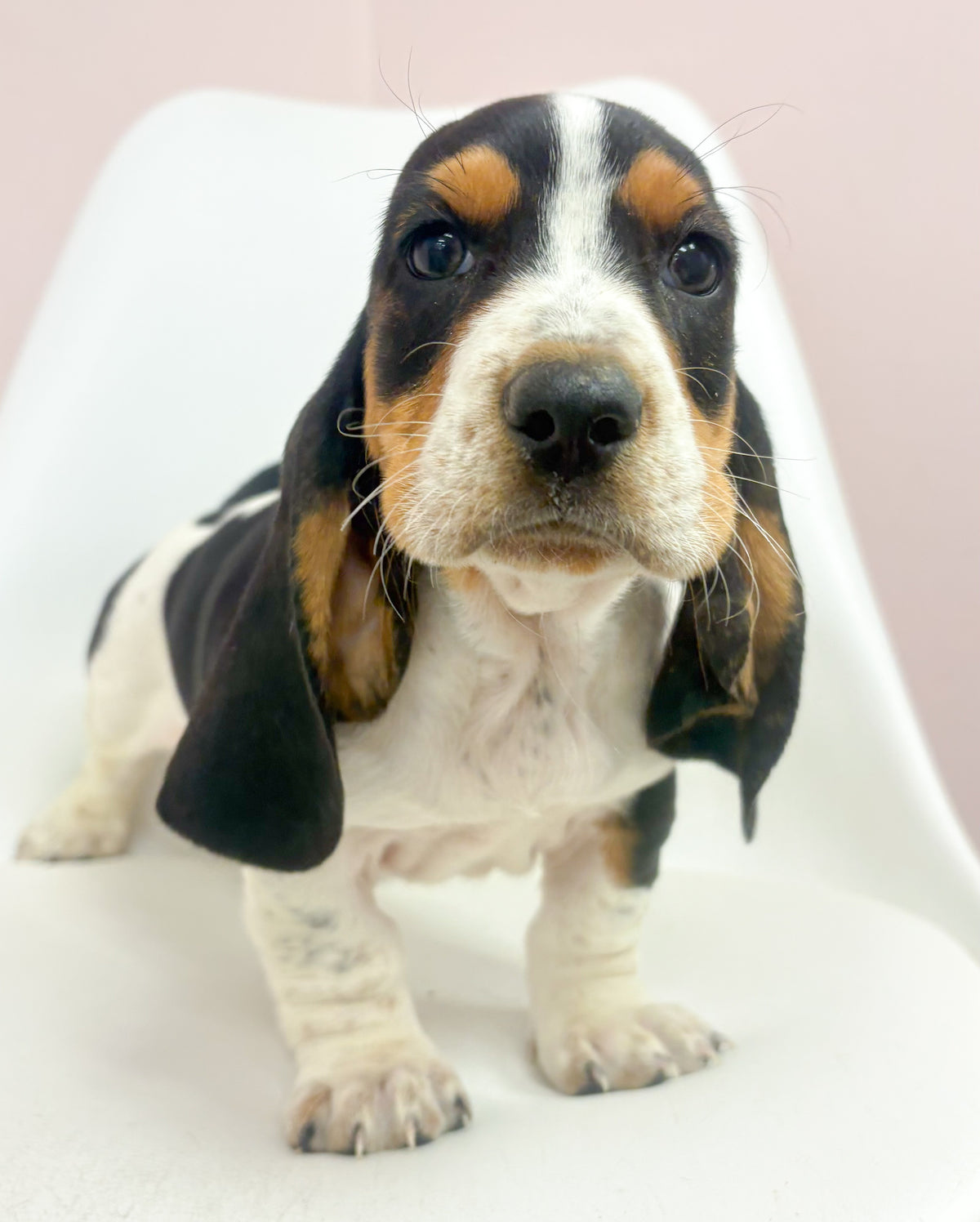 Cornbread- Male Basset Hound