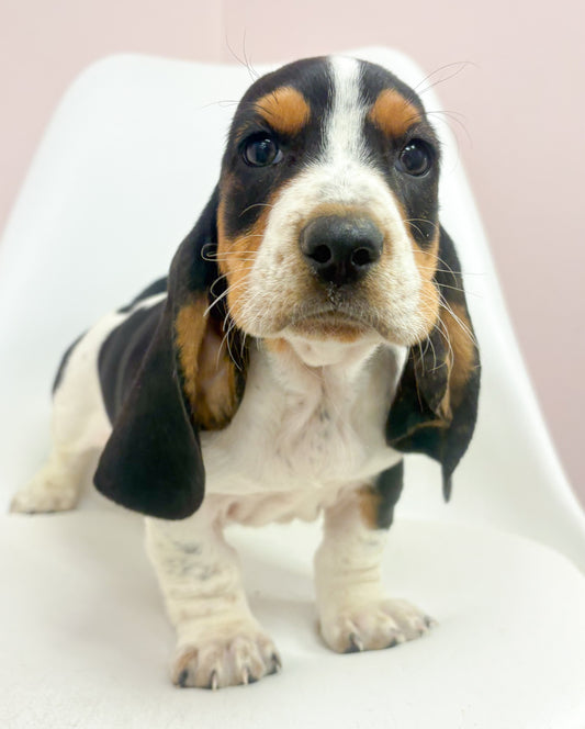 Cornbread- Male Basset Hound
