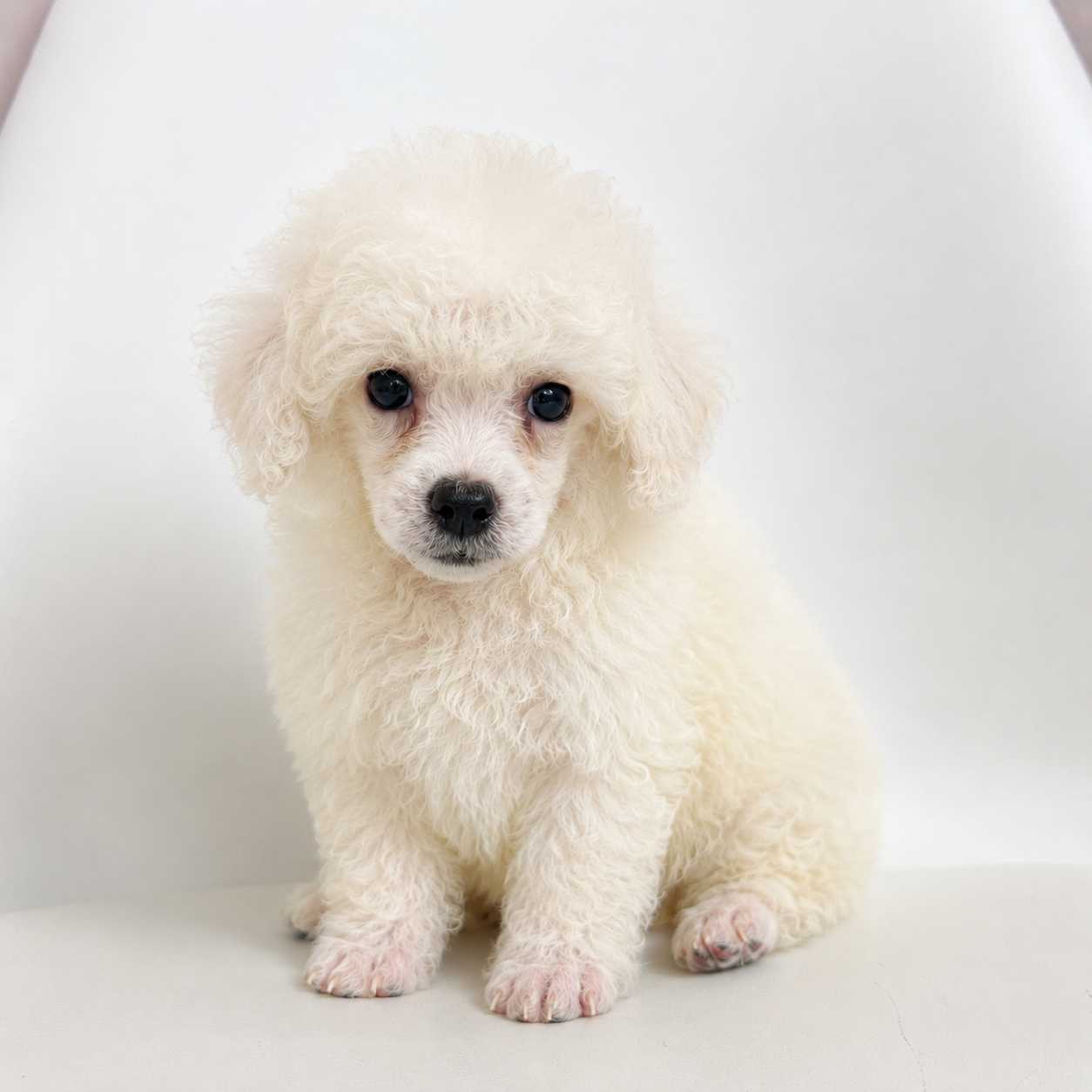 Toby-Male Toy Poodle