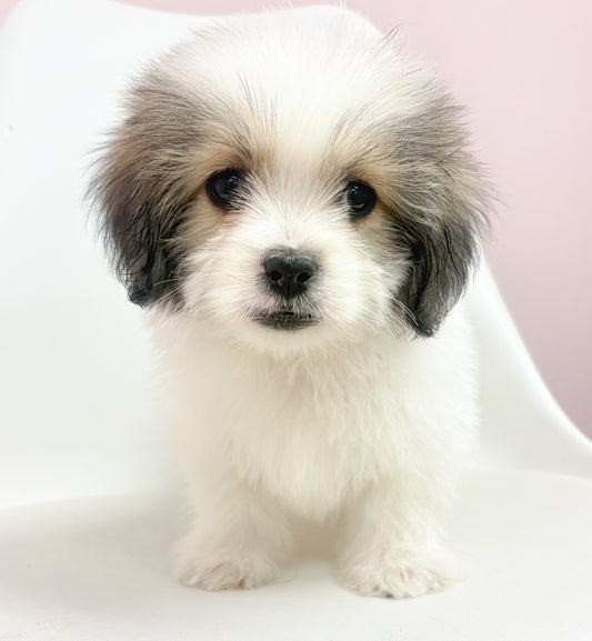 Max-Male Lhasa Apso
