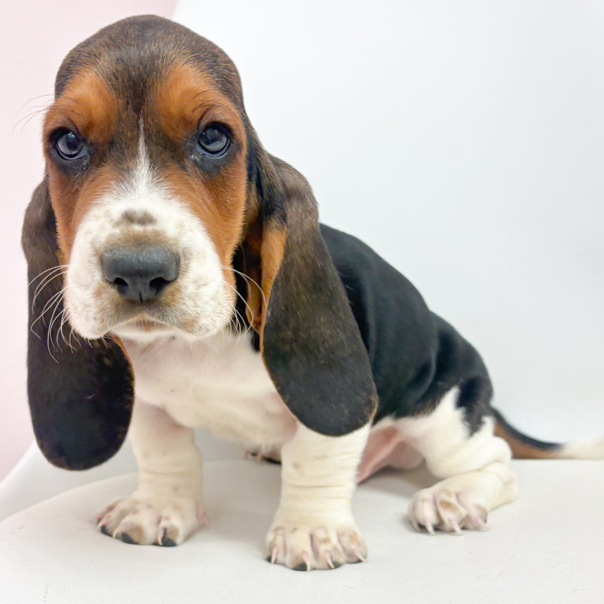 Beau- Male Basset Hound
