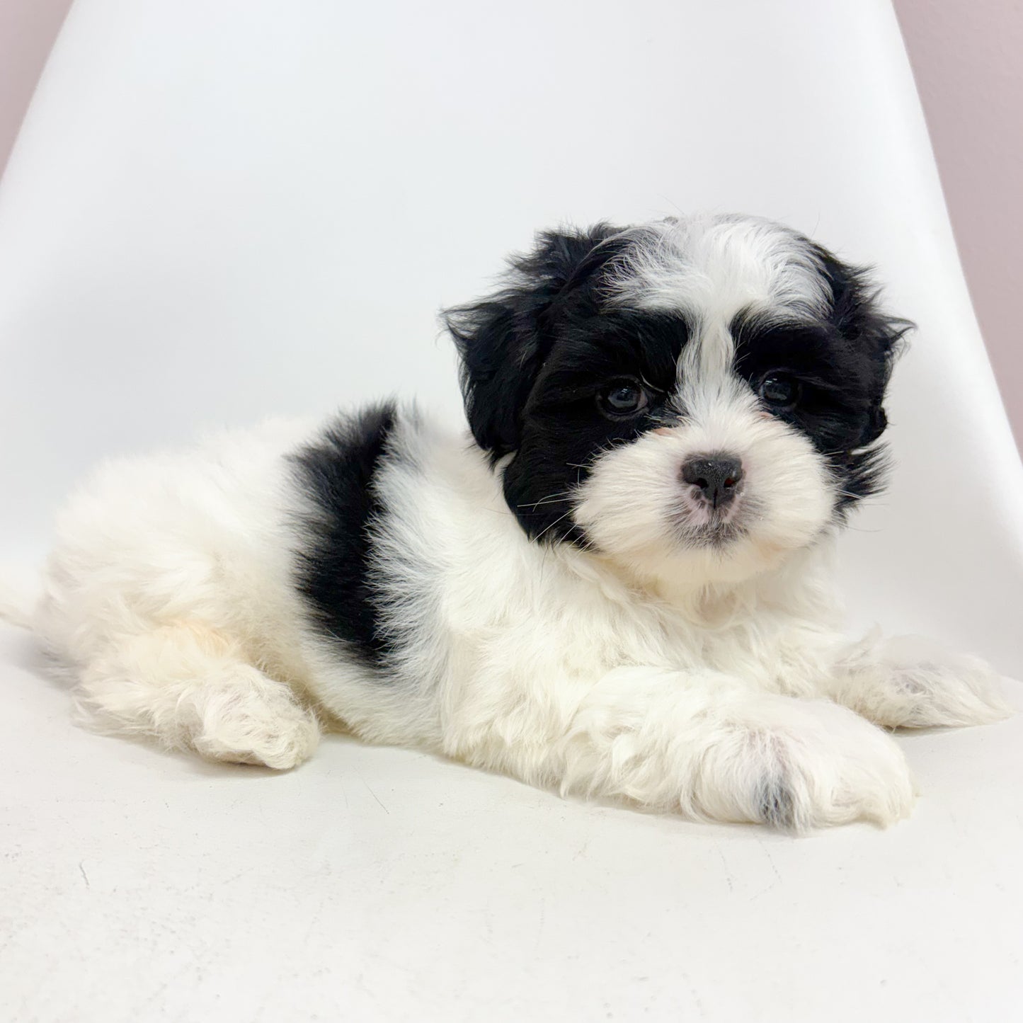 Oreo-Male Maltizu