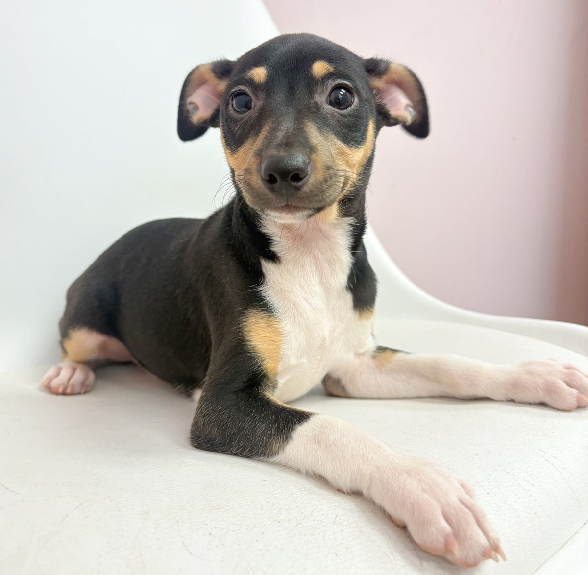 Rip- Male Rat Terrier