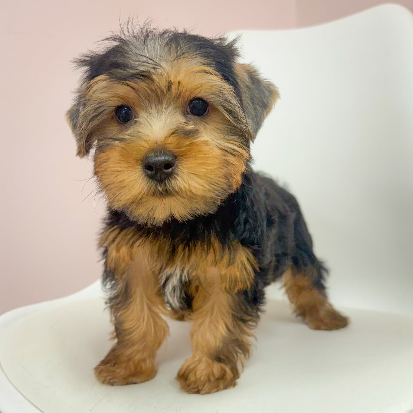 Lucas-Male Yorkie