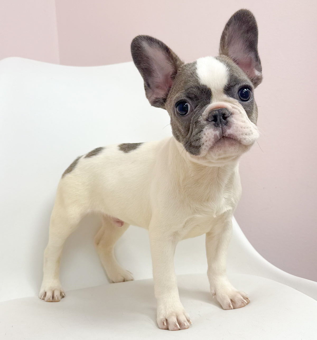 Lionel- Male French Bulldog
