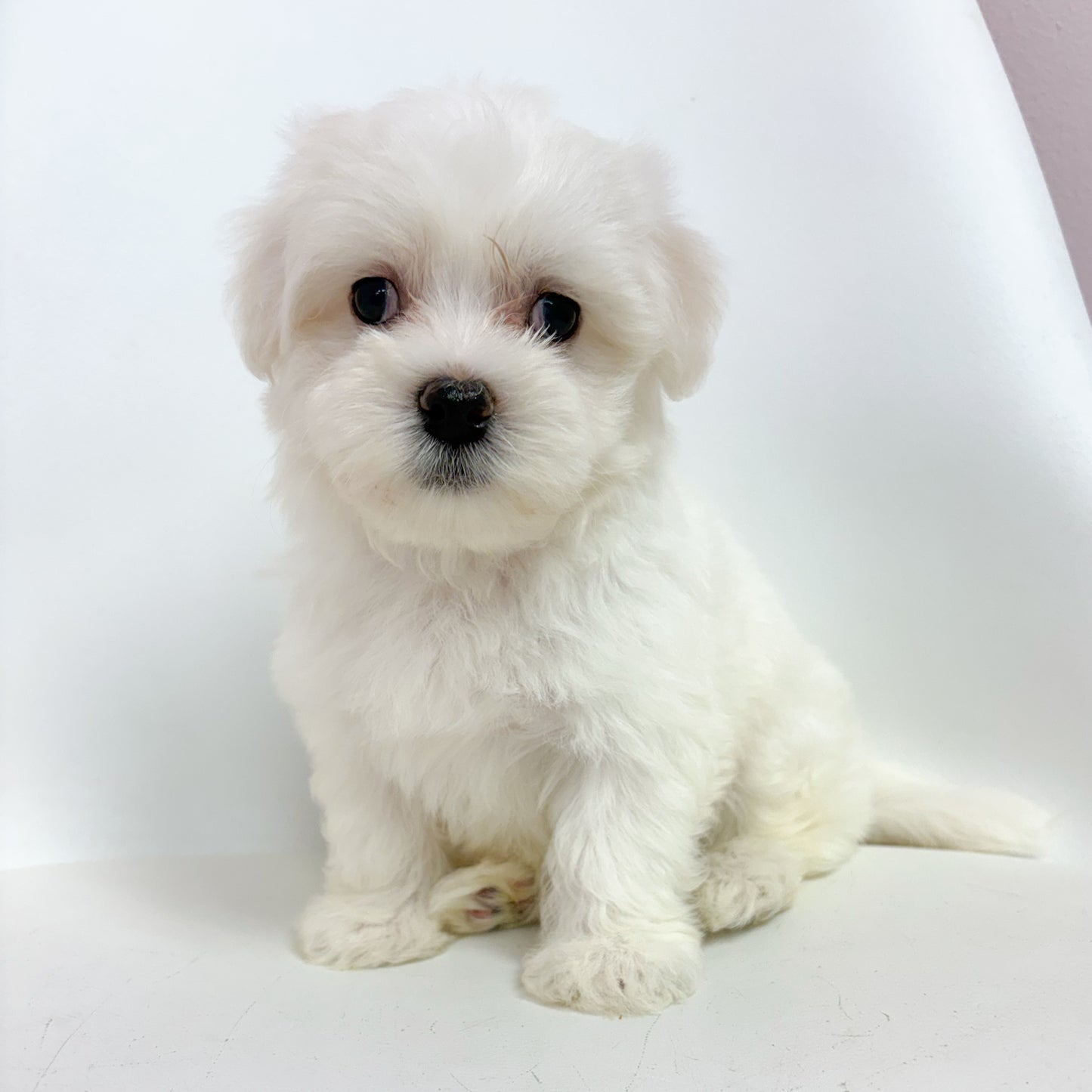 Simon-Male Maltese