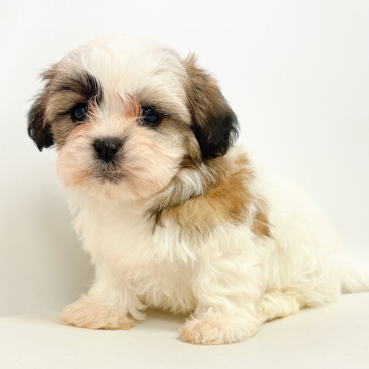 Archie- Male Shih Tzu